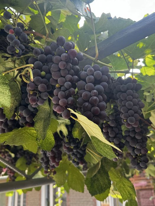 Продам виноград винный сорт Изабелла