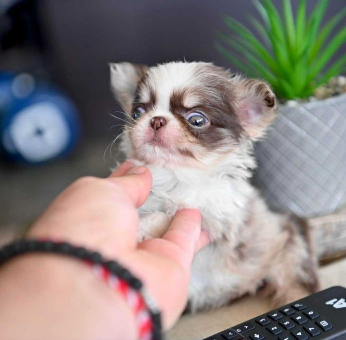 Женско миниатюрно дългокосместо шоколадово мерле