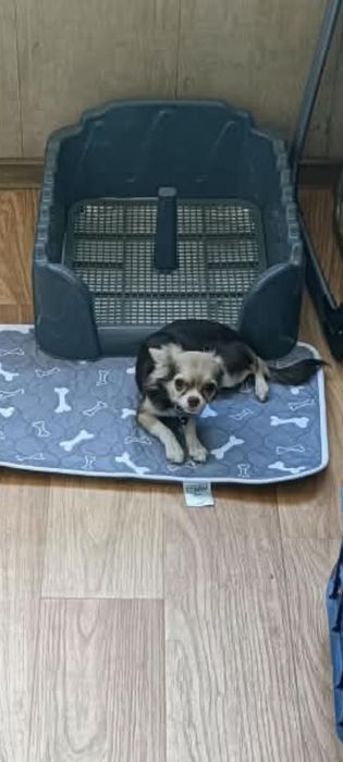 Продам щенка Чихуахуа