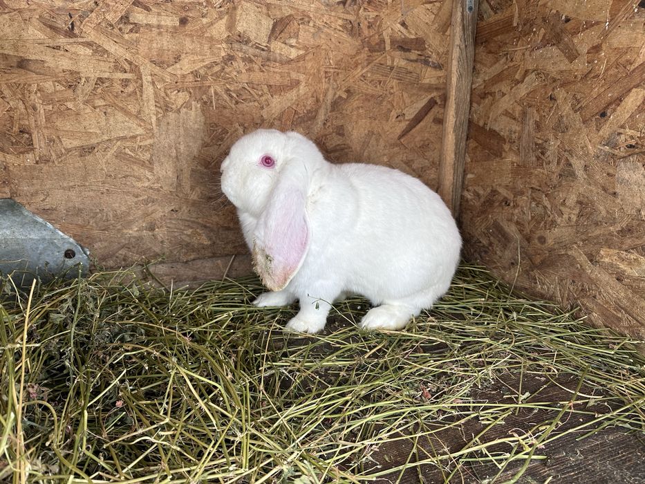 Mascul berbec german