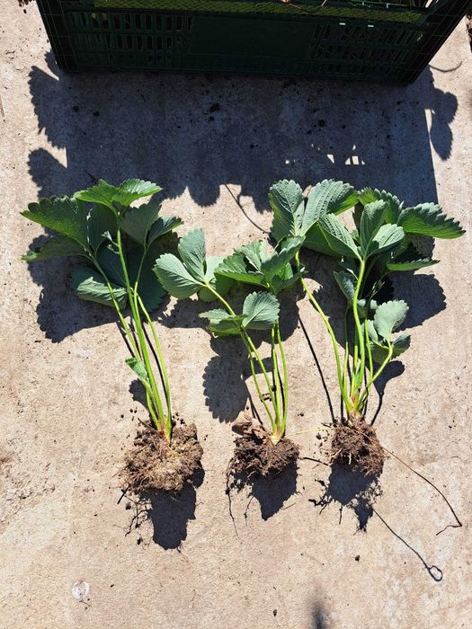 Producator Butasi MUR Stoloni capsuni remontant, Smochin agris alb
