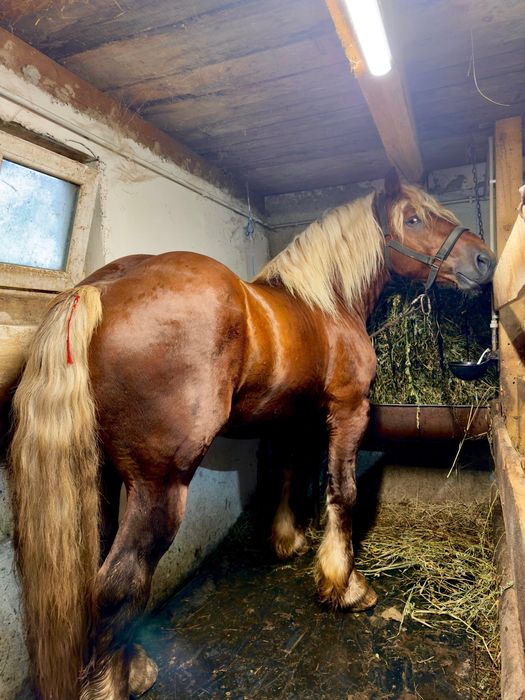 Armăsar Comtois ptr Montă