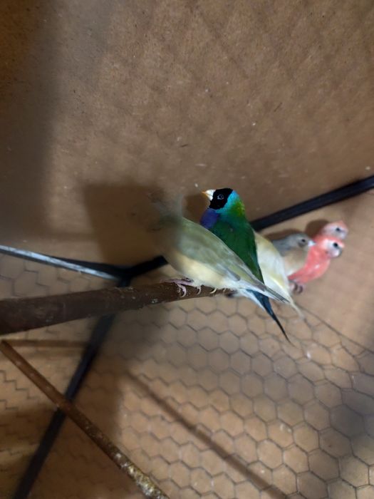 De vânzare Gould Amandine