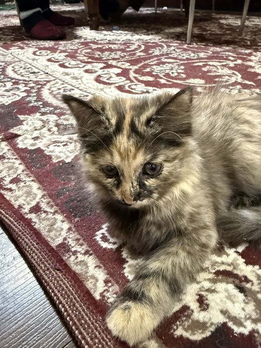 Котенок веслоухий