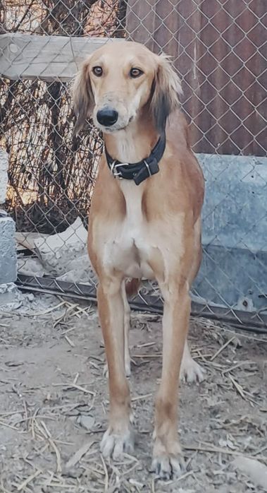 Құмай тазы күшіктер сатылады