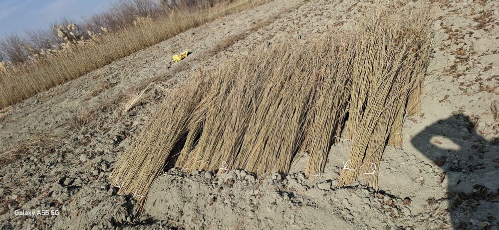 Тут кучатлари сотилади Бир йиллик  500 сумдан йана келишамиз