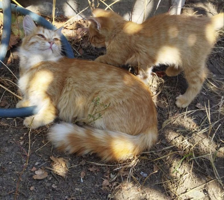 Котята г.Шу кошка кот