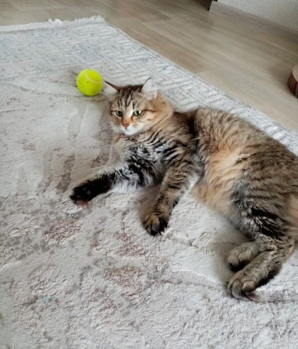 Кошка Сибирский с документами