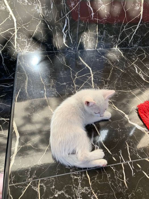 Котята/ mushukchalar/ kittens