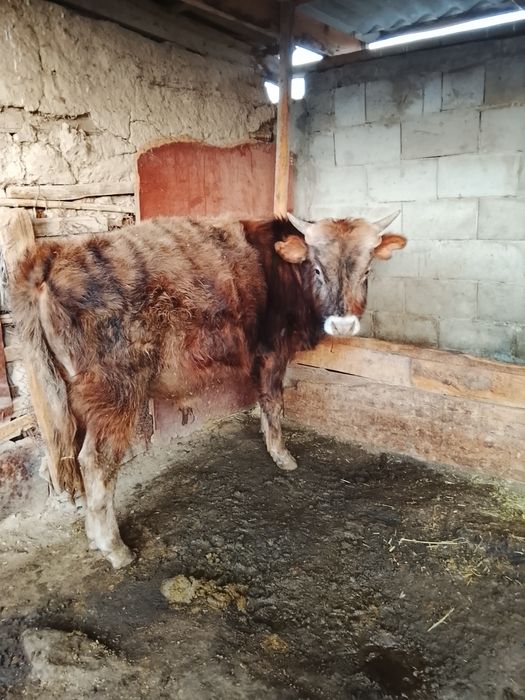 Бұқа сатамын,келісім бар