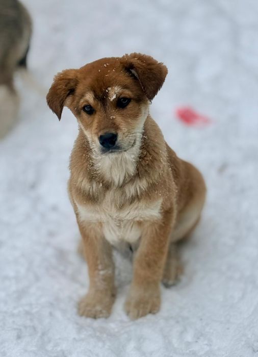 Отдам щенка в добрые руки