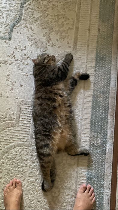 Кот скотиш фолд 4 года