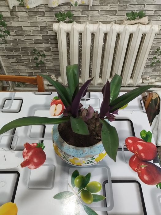 Цветок Рео Ласточкино гнездо