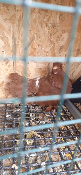 Femela jucatori de bucovina