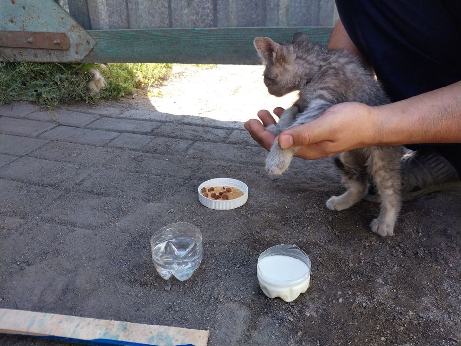 Котёнок в хорошие руки
