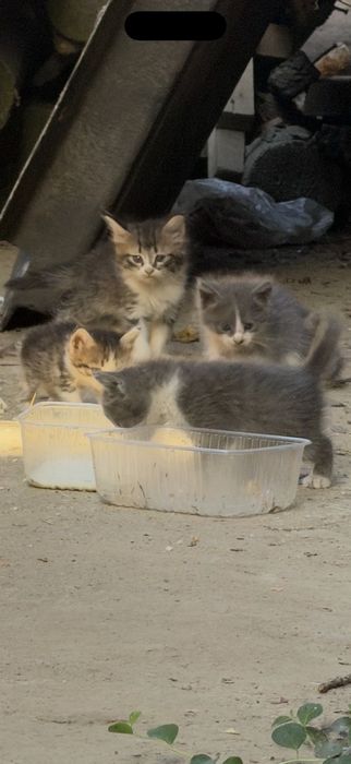 Маленькие котята