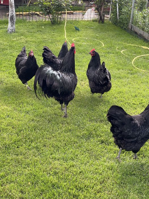 Australorp   Negru