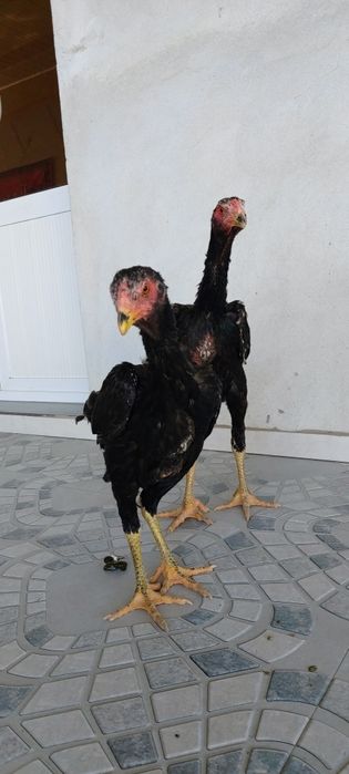 Bir par zuri bor sotuvda