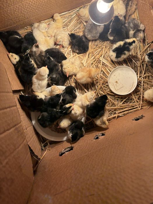 Oua /Pui Australorp negru , si pui de casa incaltati de o zi