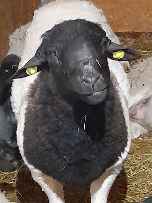De vînzare berbec dorper cu vârsta de 2 ani este din linie ft bună tot