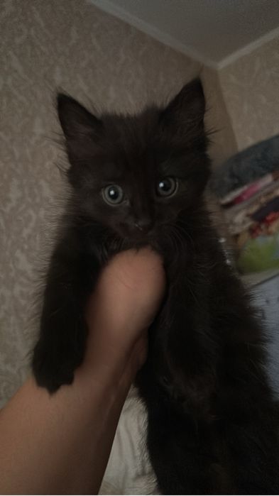Котята девочки!!