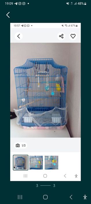 Продам волнистых папугаев