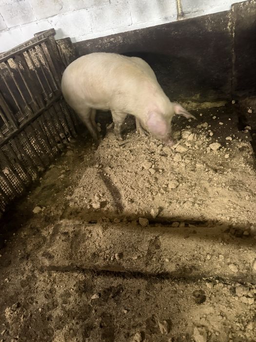 Продам кабана на племя