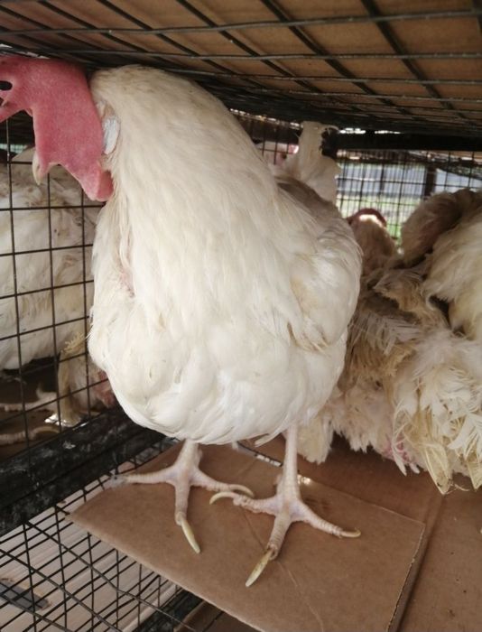 Курочки несушки ,с доставкой до дома