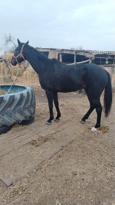 Айғыр сатыладыыы