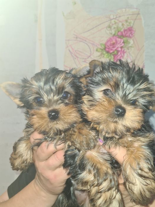 Йоркширский терьер