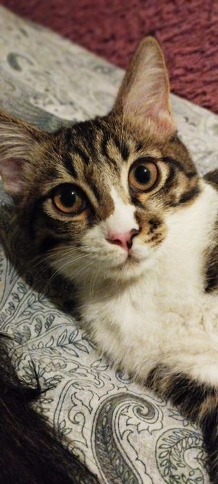 Милый Котёнок в добрые руки