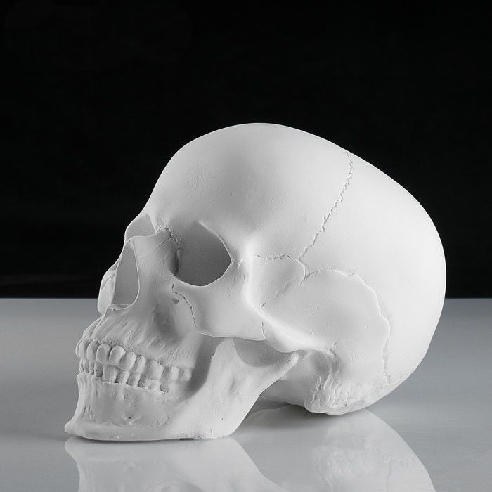 Гипсовая модель череп для рисования