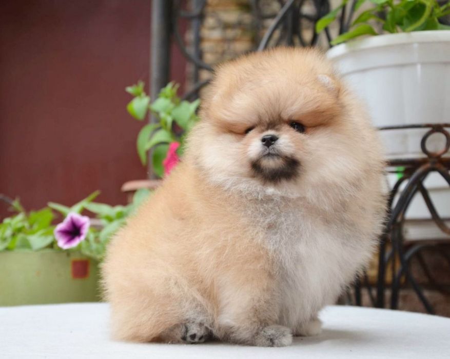 Baietel pomeranian mini/toy!