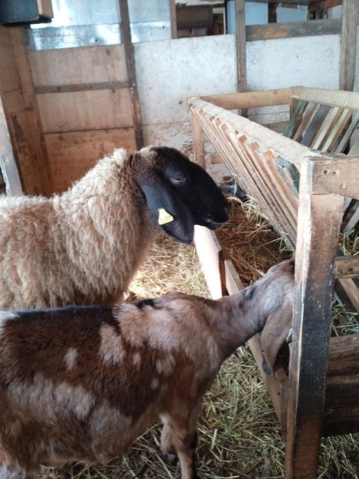 Țigaie sârbească și iezi anglonubieni