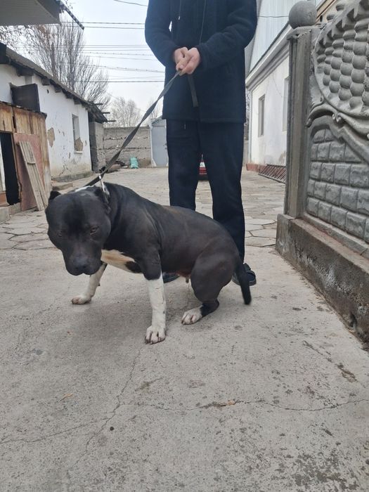 Щенки питбультерьера