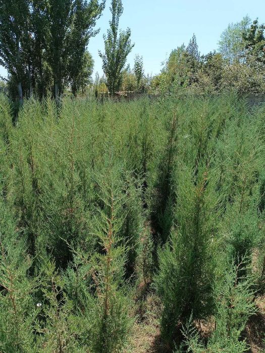 Хилма хил, Арча кучатлари бор арзон нархларда