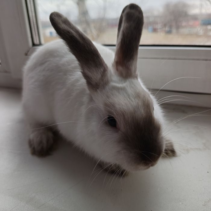 Продаётся декоративный кролик