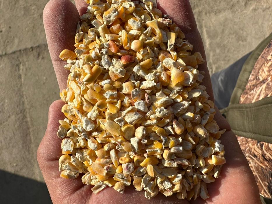 Кукуруза Ячмень Пшеница Овес