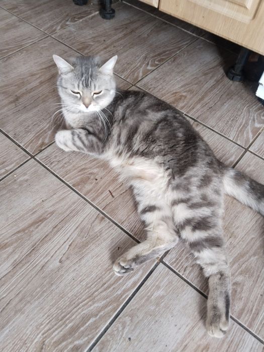 Кошка кызымен бирге