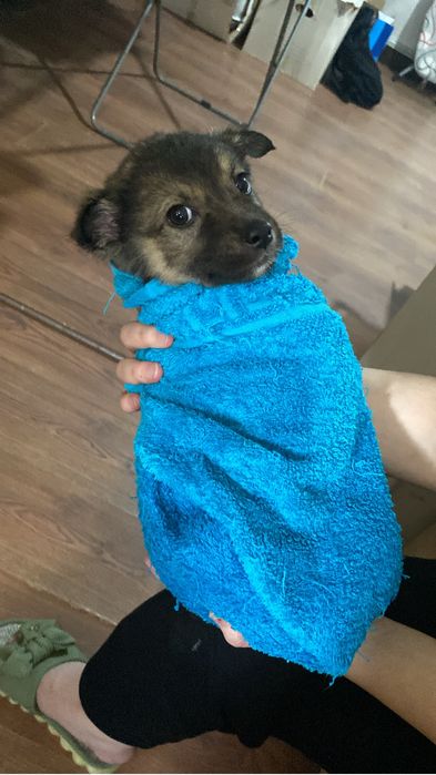 Щенок маленький - девочка