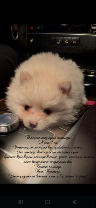 Күшік сатылады қызылорда қаласы