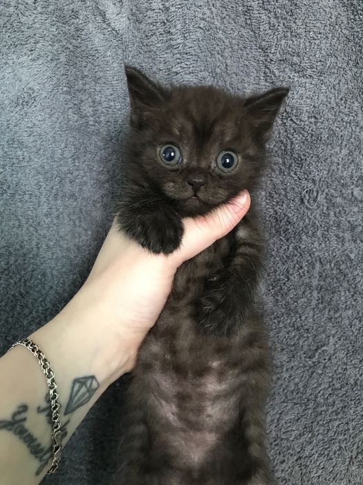 Британские котята 1 месяц британский котенок