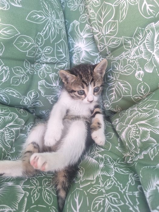 Котки черно-бяла, кафява, шарена, 3 момичета
