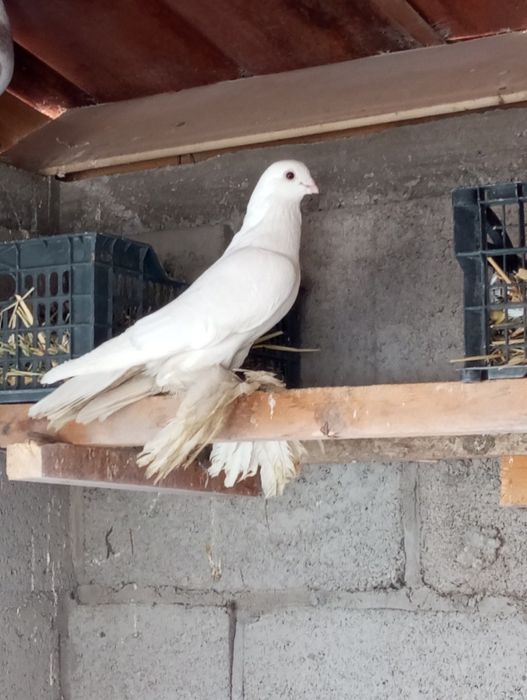 Продам белого самца.пискунов даёт на гребли