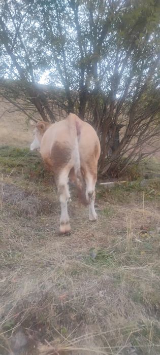 Vaca de vânzare Gârda de Sus Jud Alba