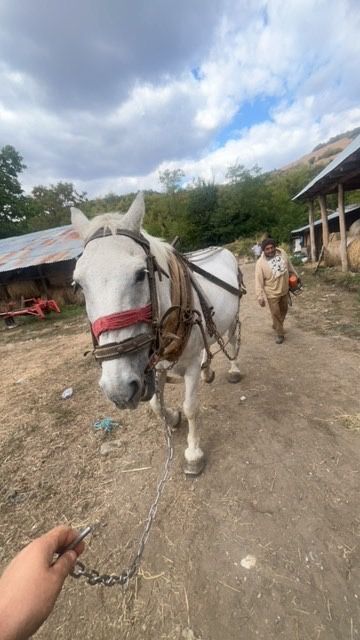 Vand cal castrat garantat