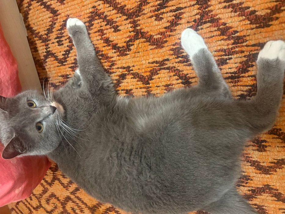 11oyliq Jek ismli erkak mushuk sotila