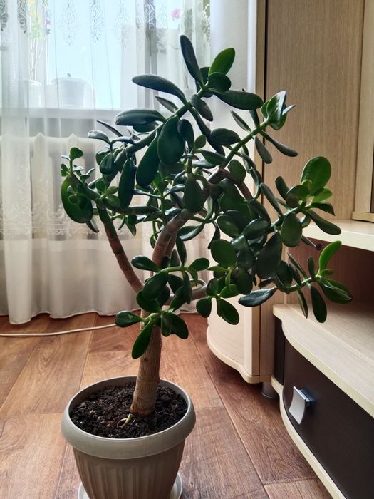 домашние цветы продам