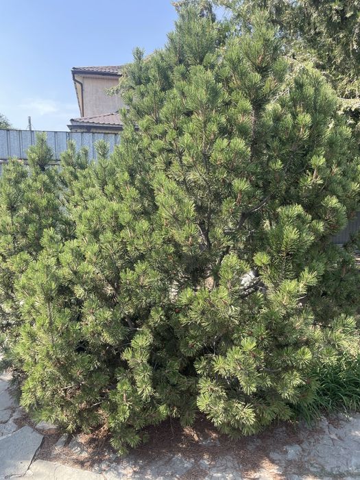 Елки и можевельники