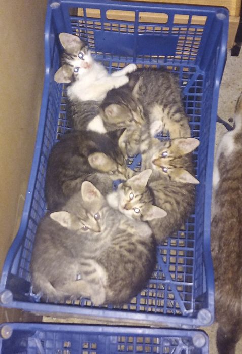 Pisici / pisoi spre adopție